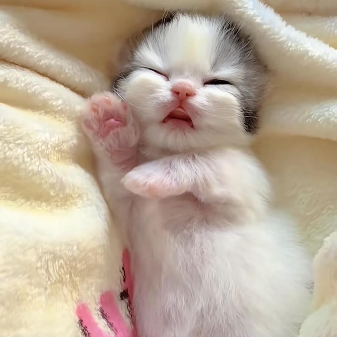 小猫控