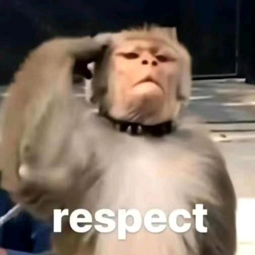 旗杆儿上呵溜的个猴儿🐵