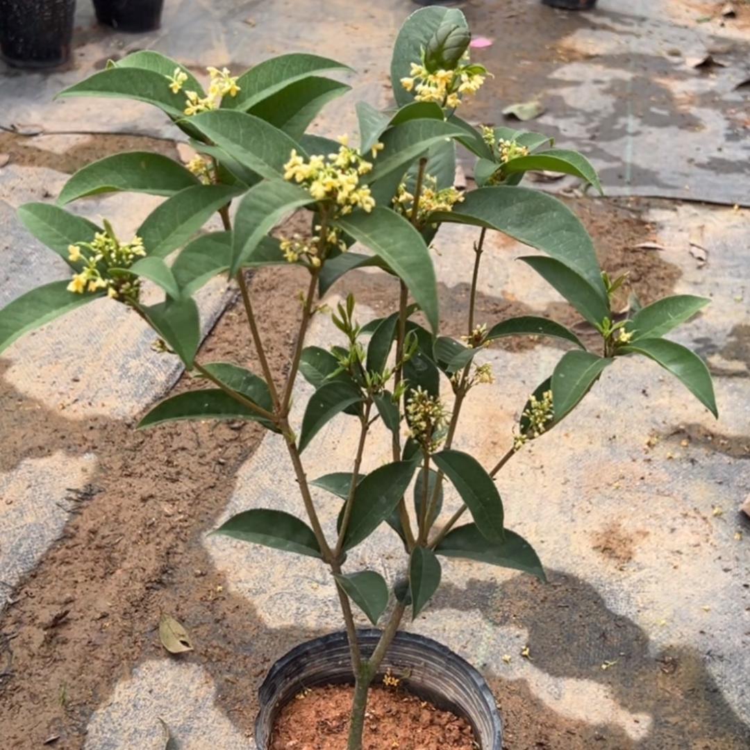 自然之光绿植园艺