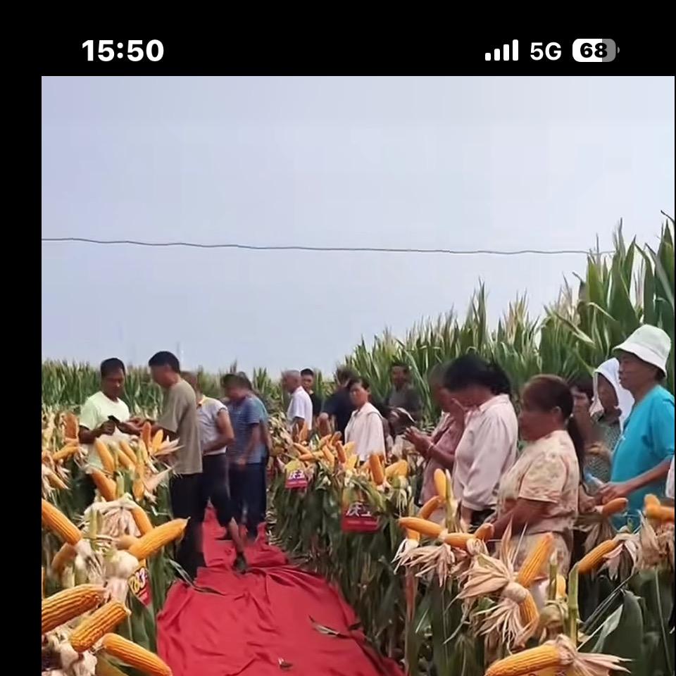 国农种业