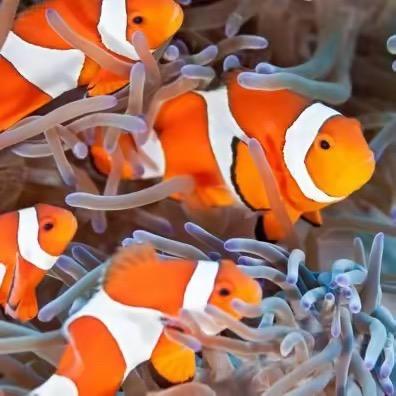 蓝海海水鱼水族馆
