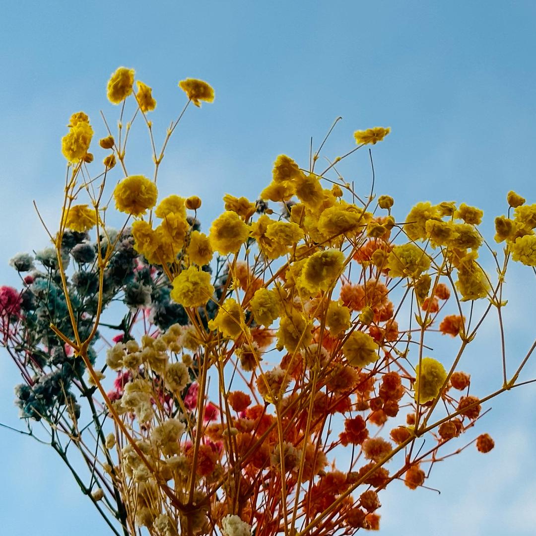 གྲིབ་མ།