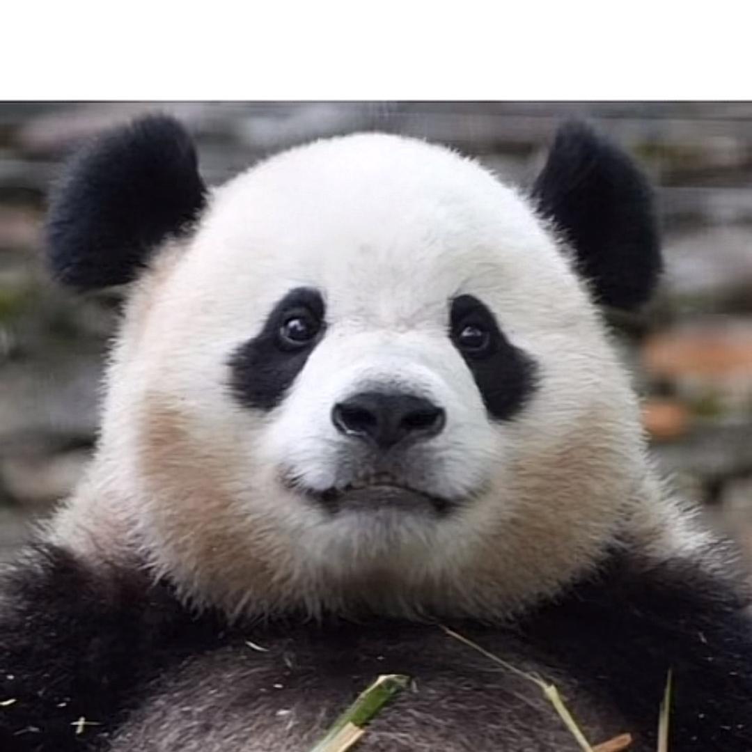 风中的百合（小醁）