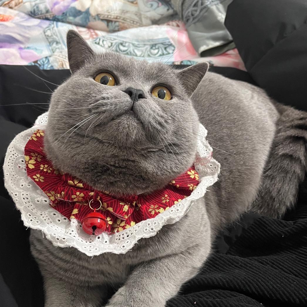 粥粥劳西