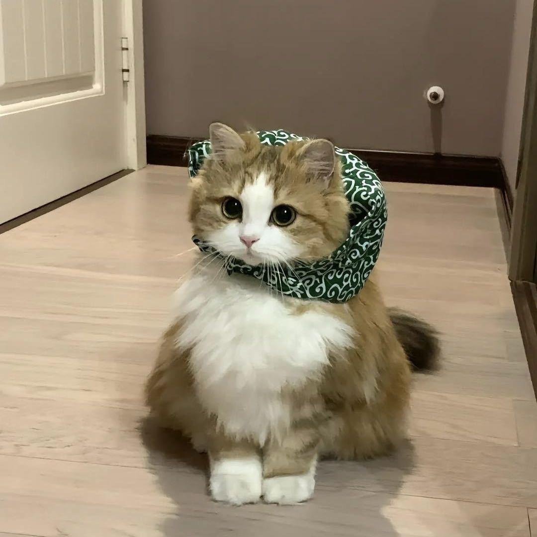 张哥 （无畏契约）