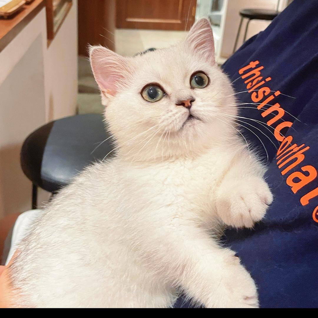 爱华子的Momo