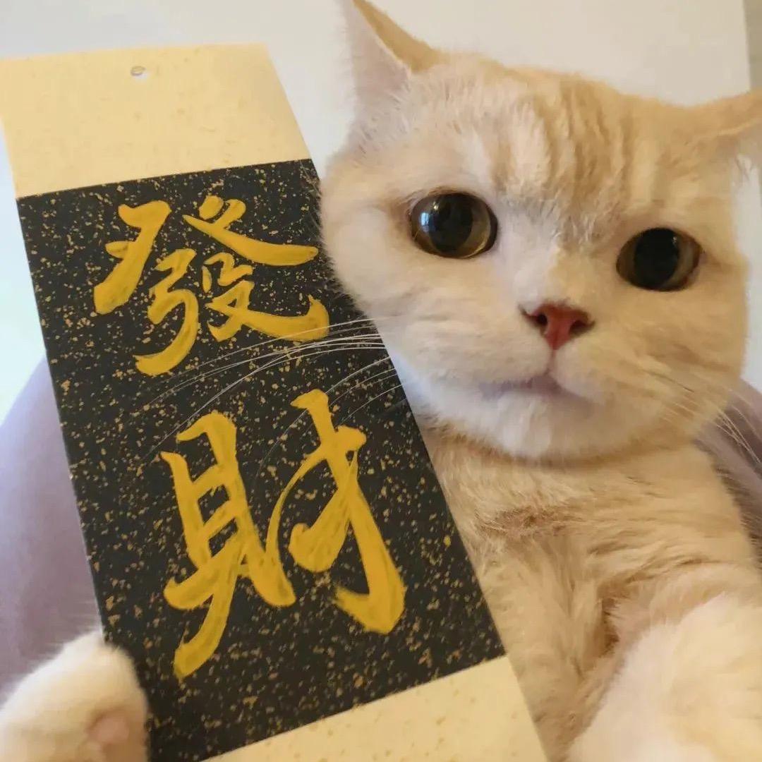 招财猫🐯