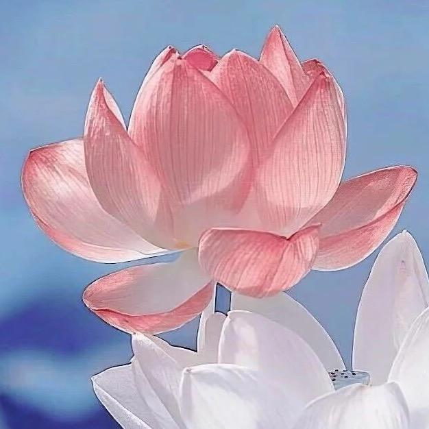 凡菲客精品女鞋