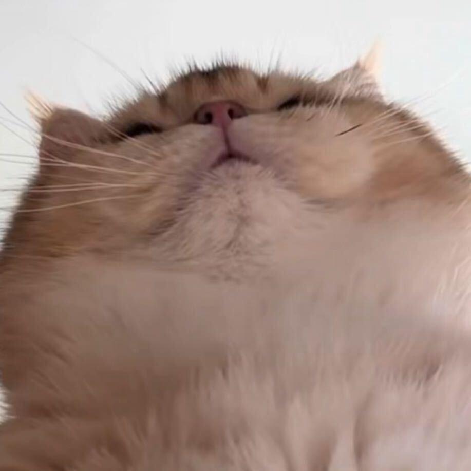 QQ星