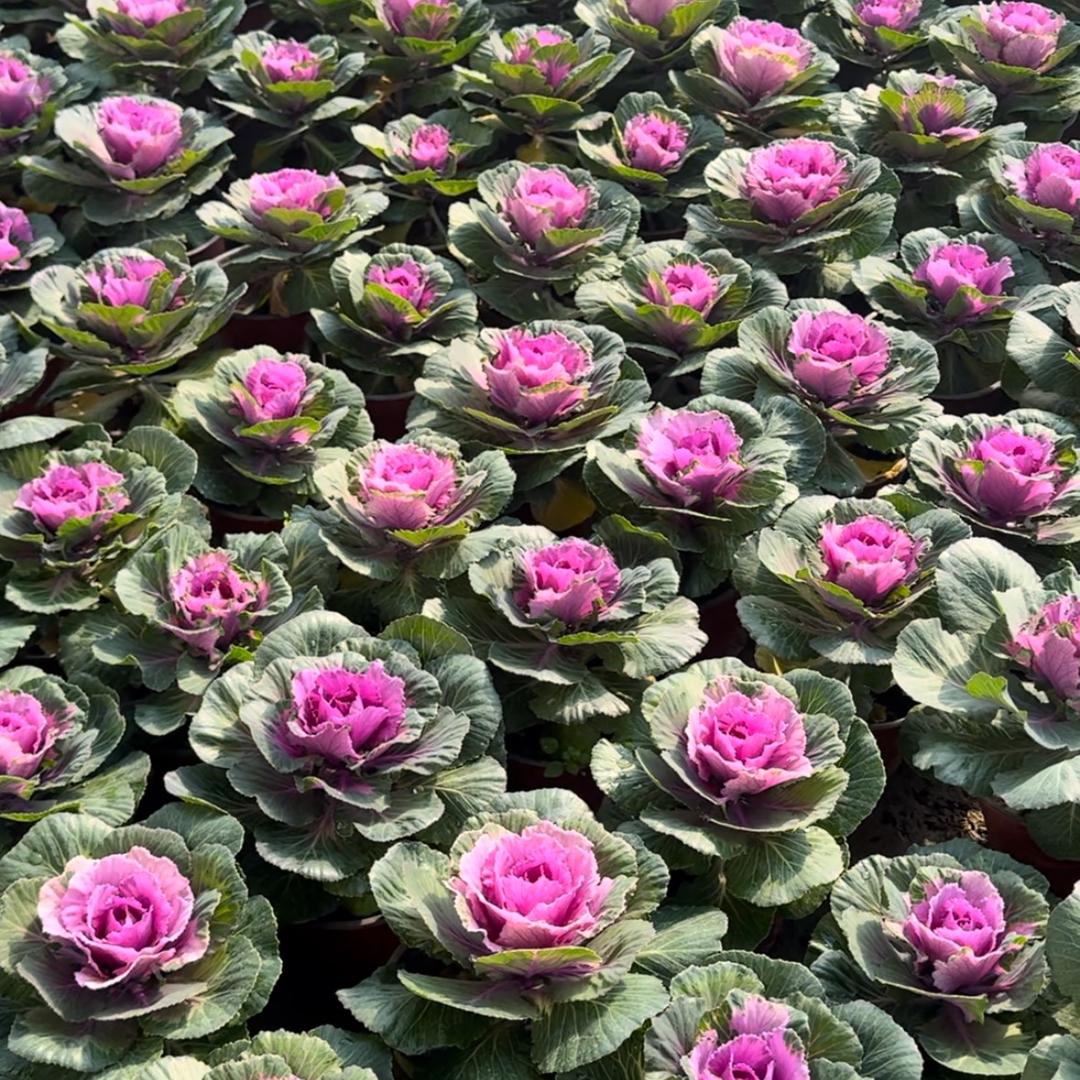 青川花卉
