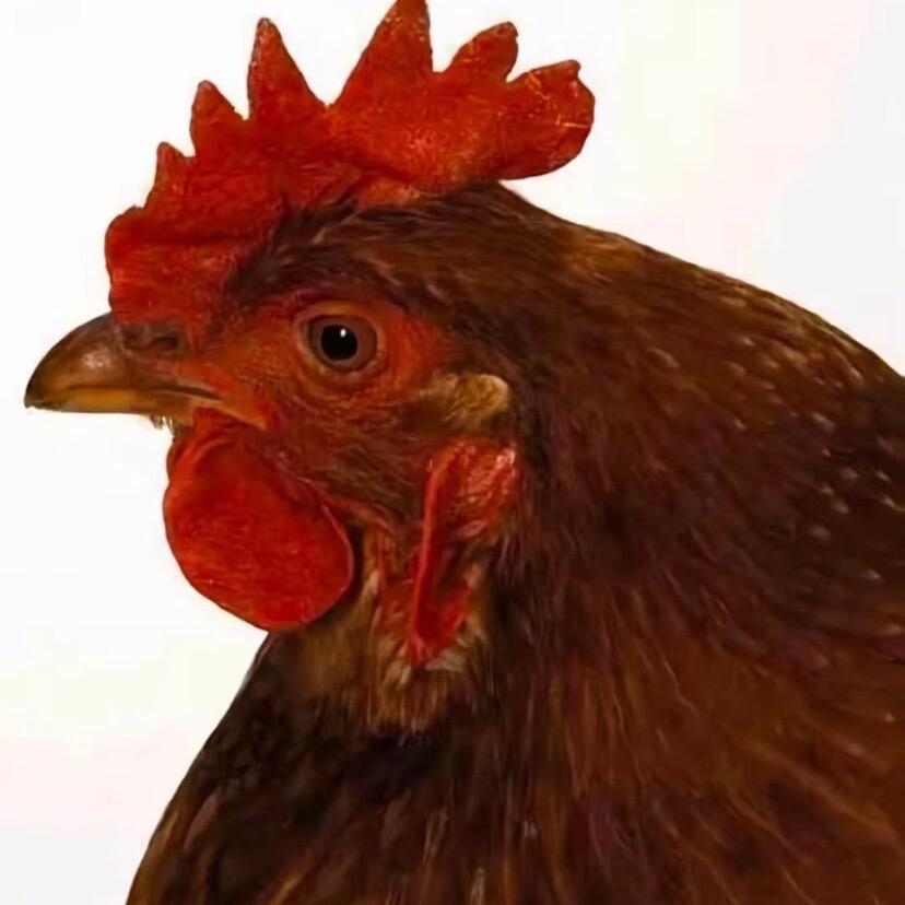 鼻屎炒饭加个蛋