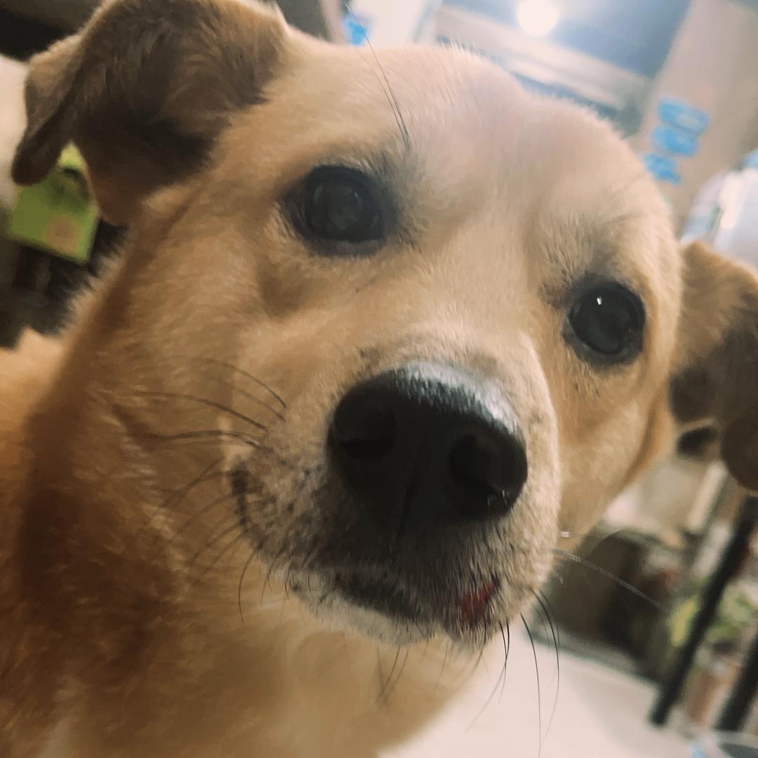 生产队的驴