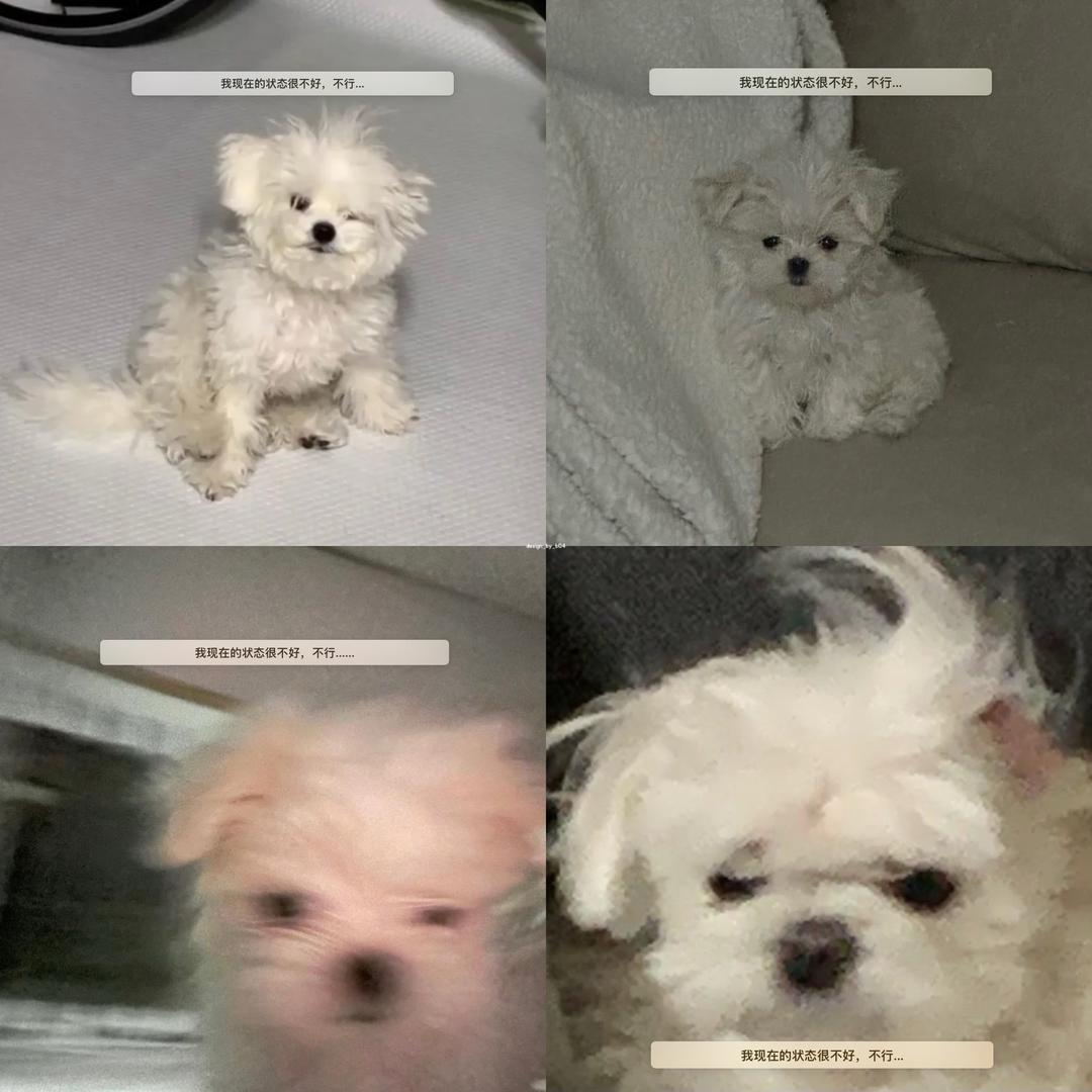 被保护的伞'.ㅅ '