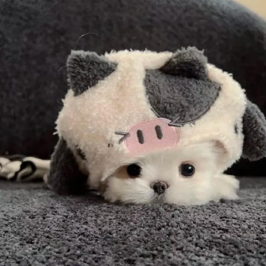 Dann