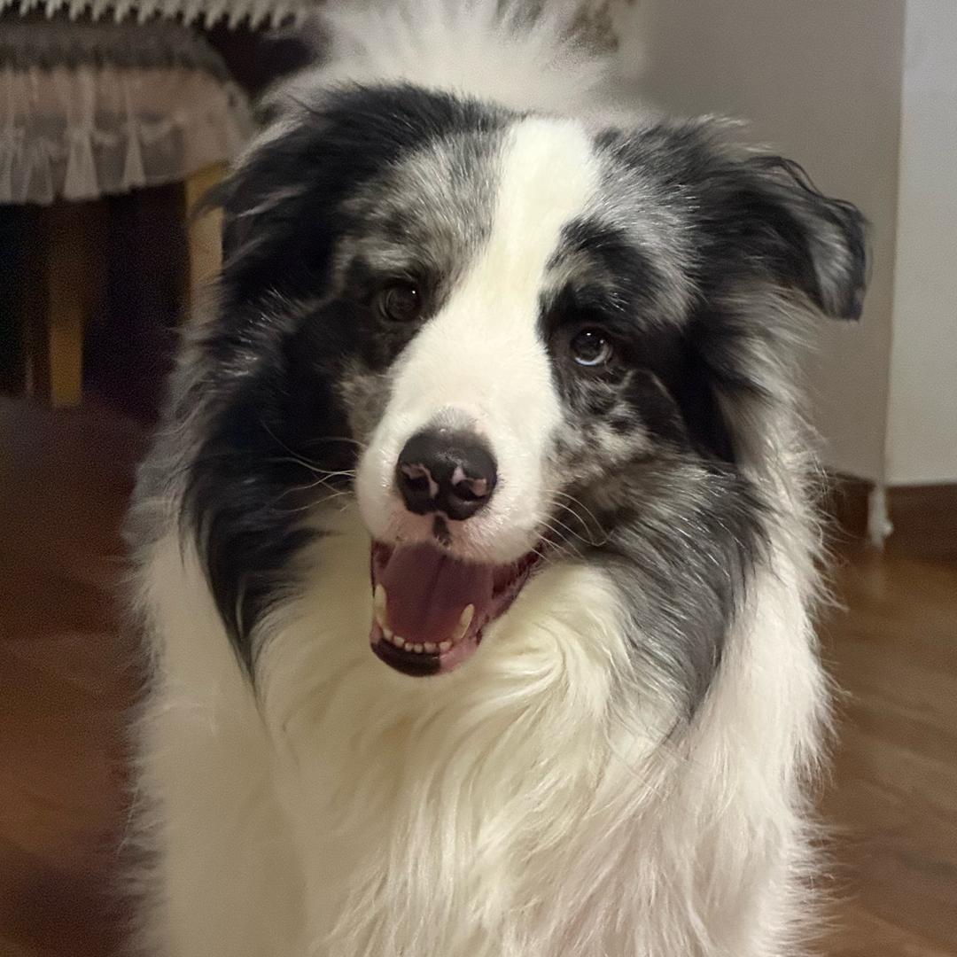 英雄德柱宠物用品