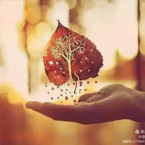 小鱼儿头像