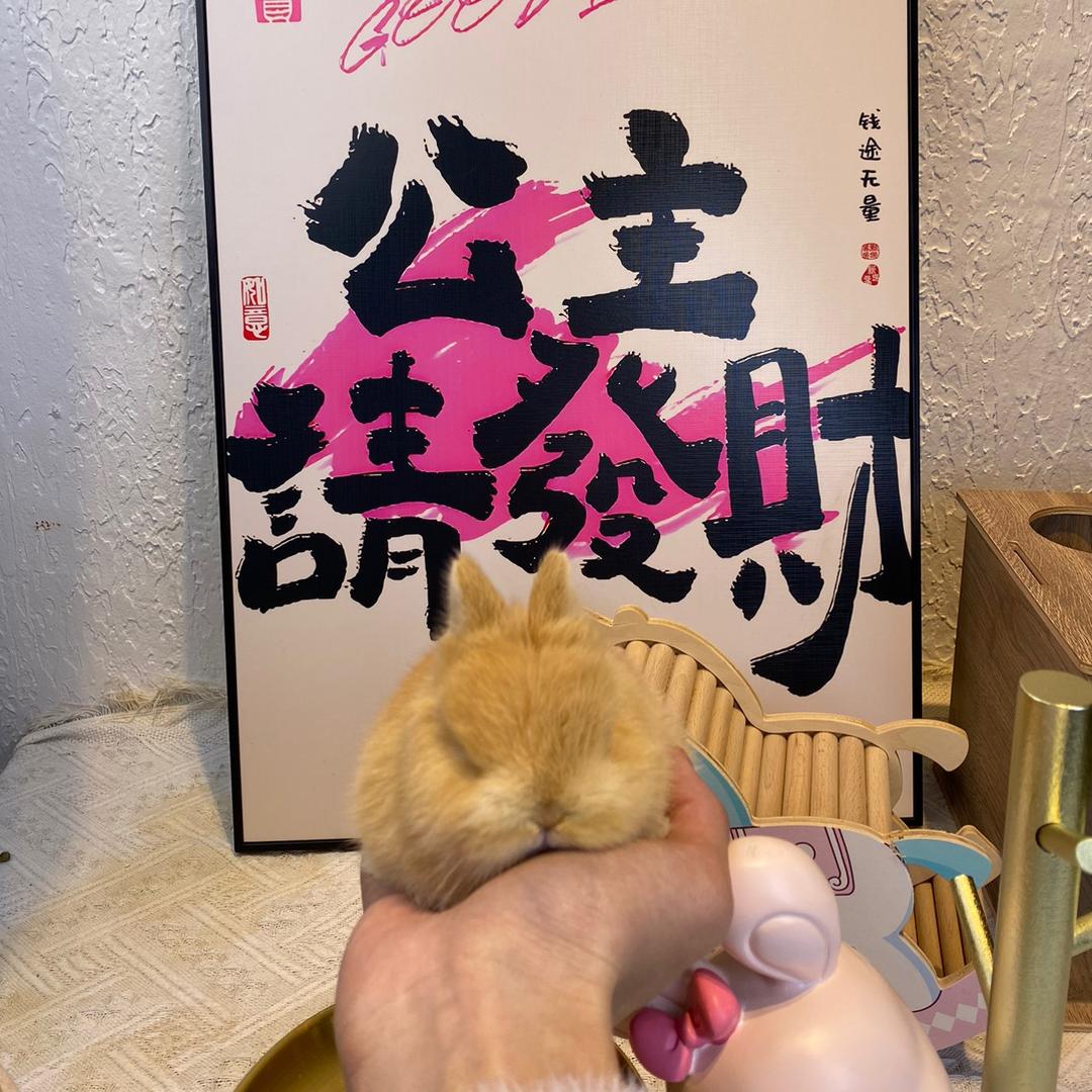 剧院猫
