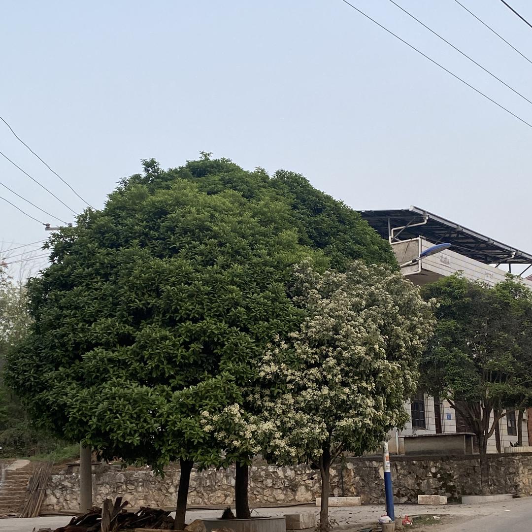 路仕康纯手工男鞋