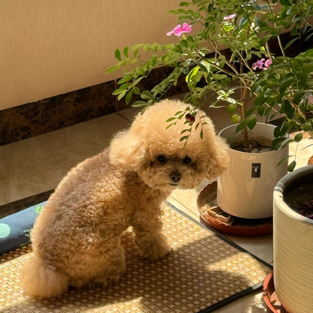 小屋
