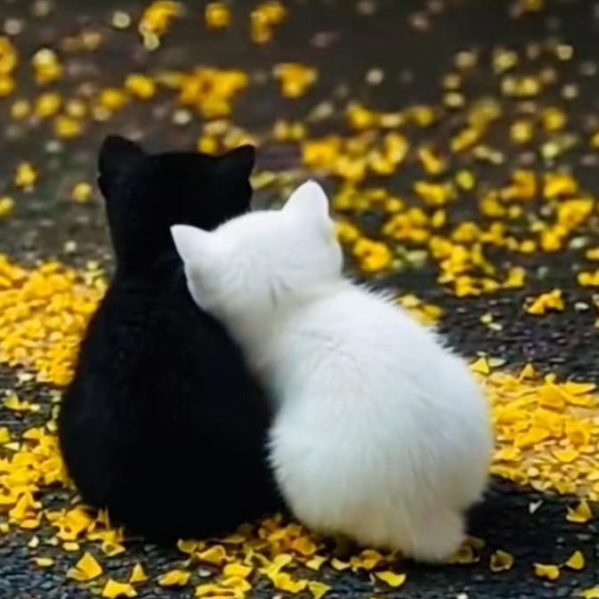 一直幸运猫