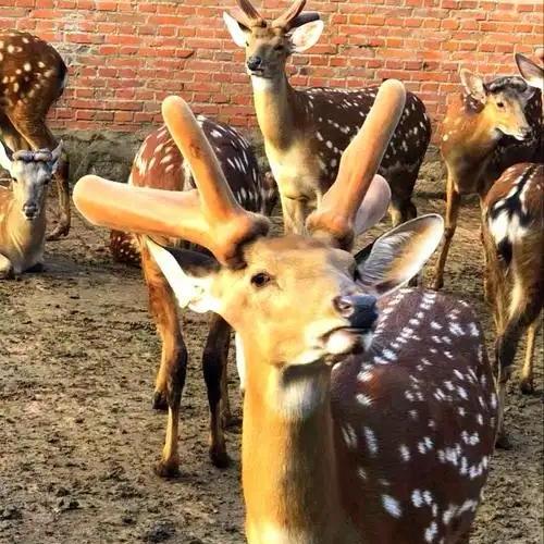 双然鹿业滋补营养专营店