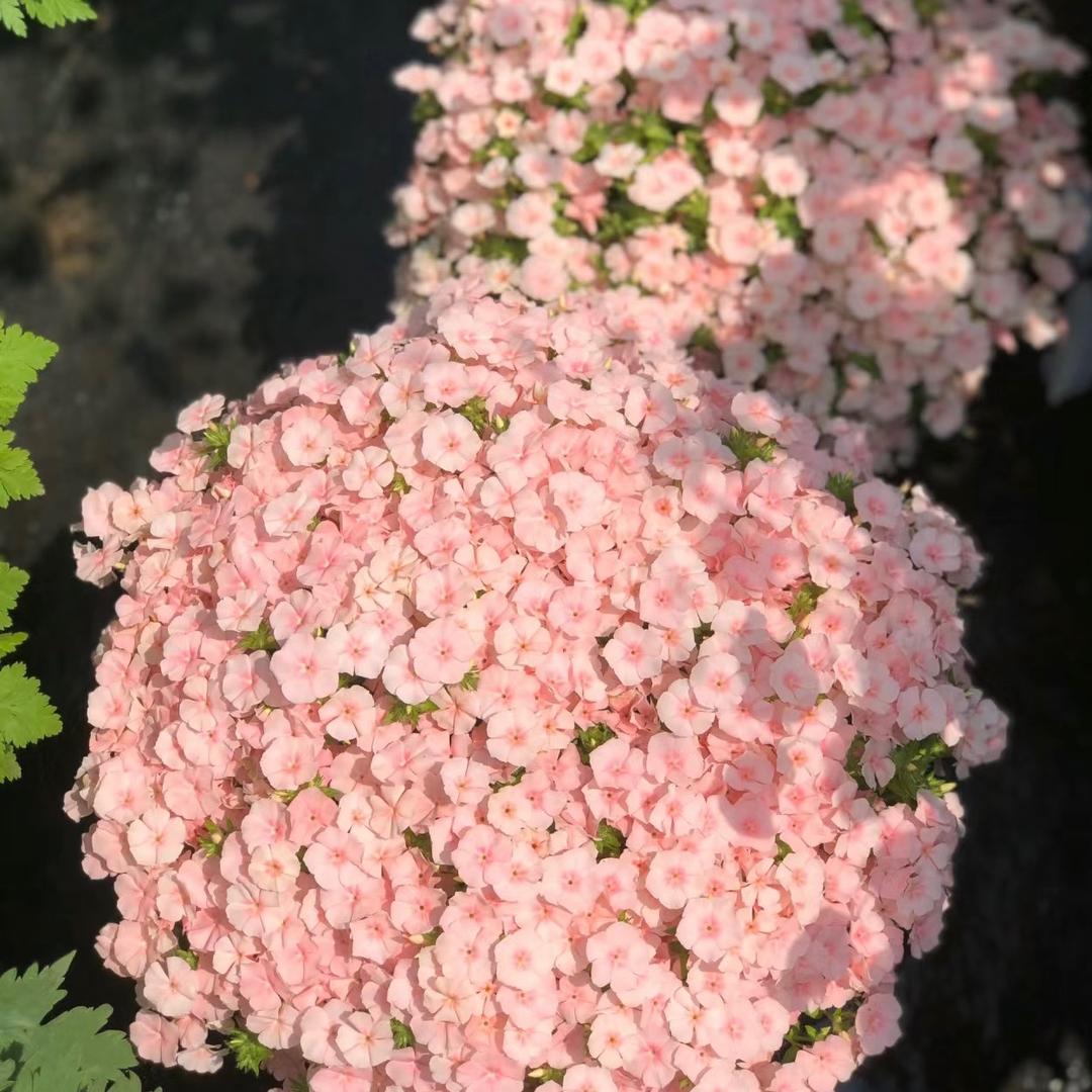 满园香种球花卉基地