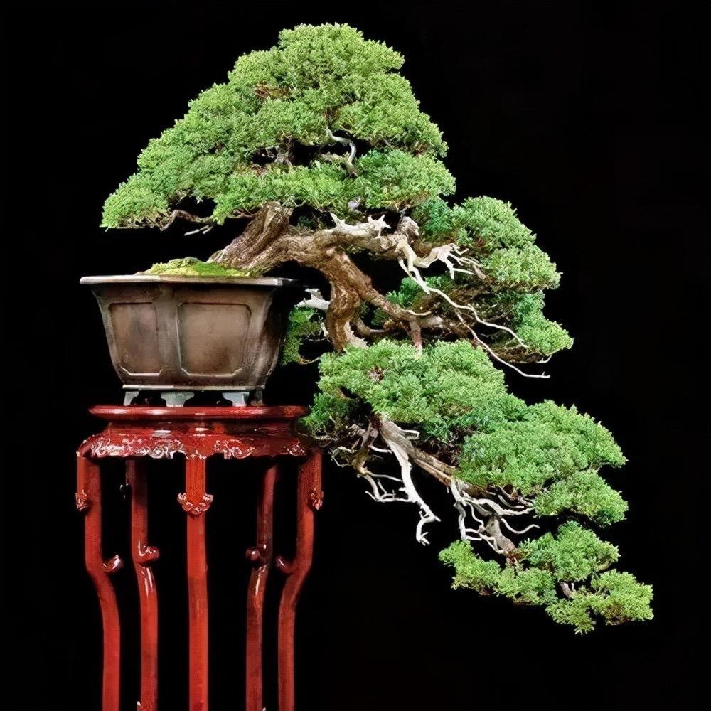 陈陈盆景素材