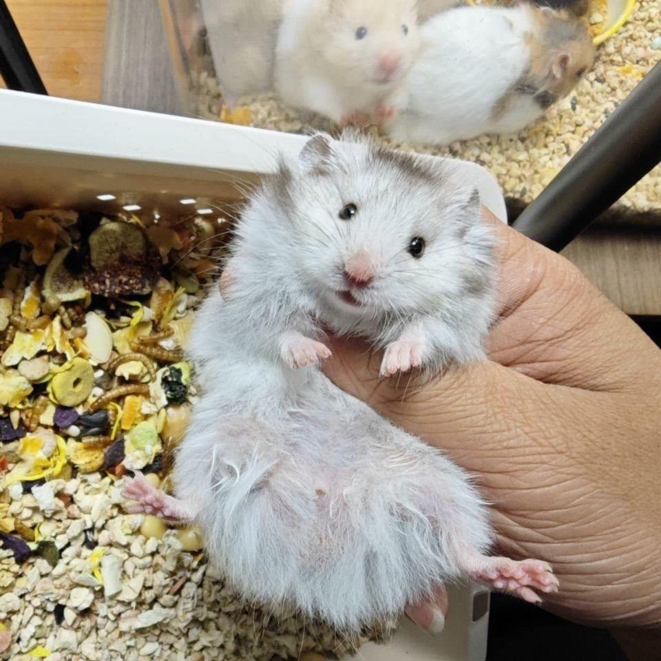 熊熊饲养员