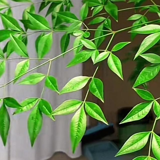 菇凉高姿态