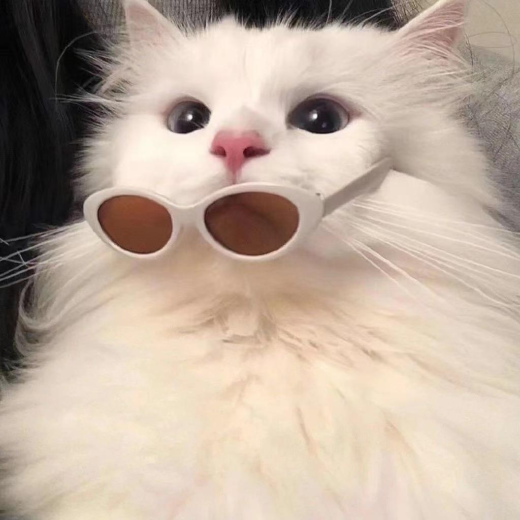 不菜菜宝