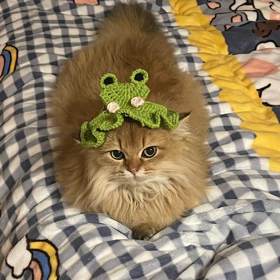 麦麦大人