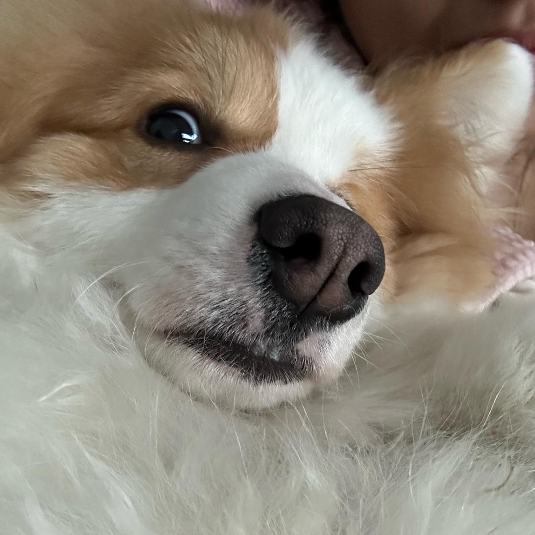 腿短不影响我拽