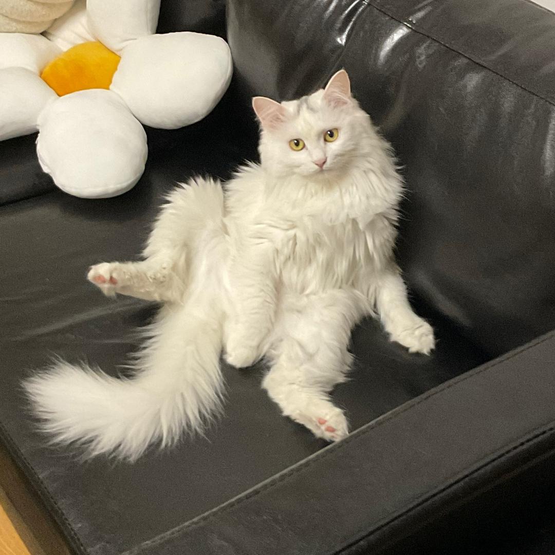 猫窝