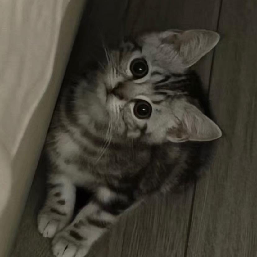 元宝🐱