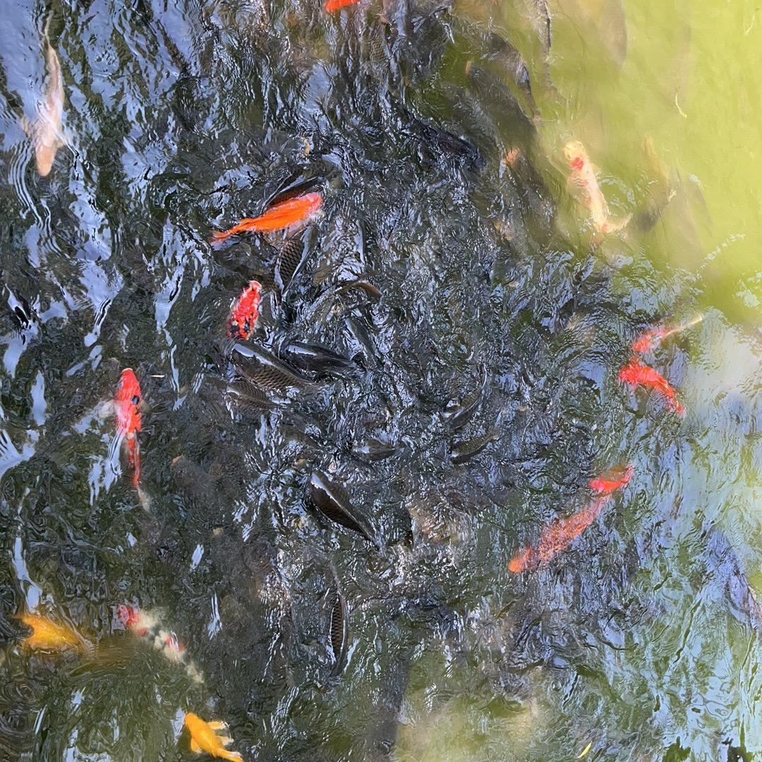 繁华落尽，春去秋来