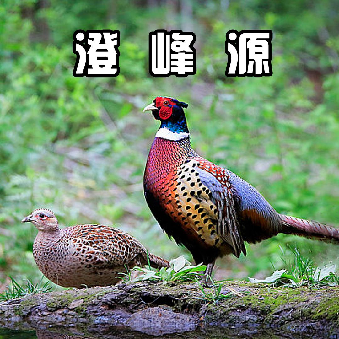 澄峰源七彩山鸡孵化基地