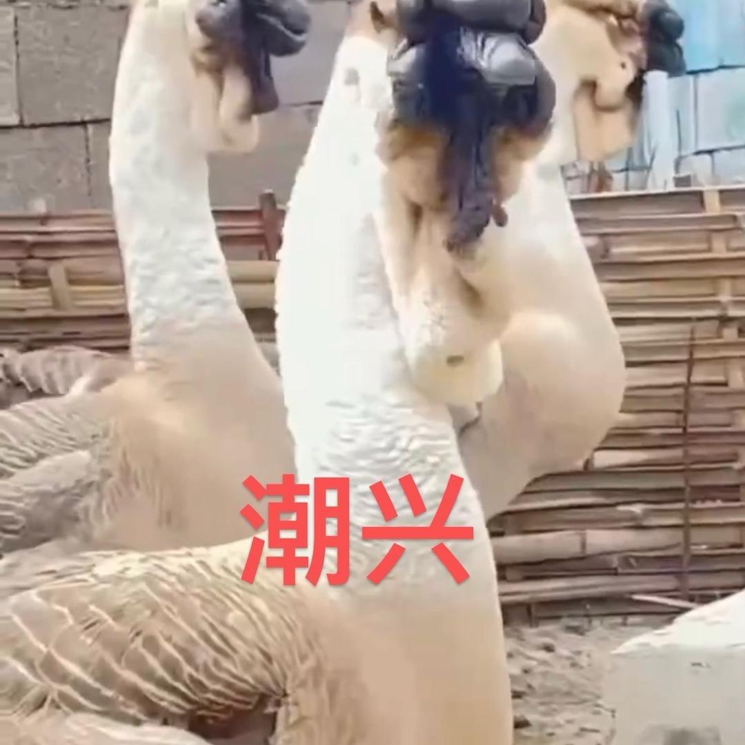 澄海潮兴狮头鹅