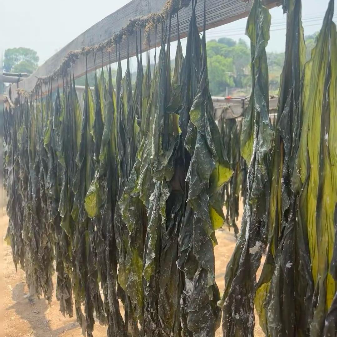 海带家庭