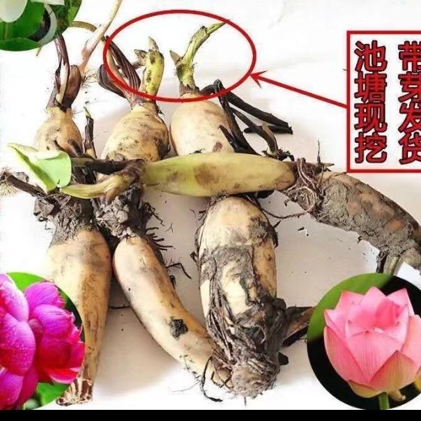 观赏荷花基地