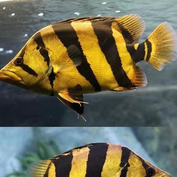 精虎堂（野生虎）