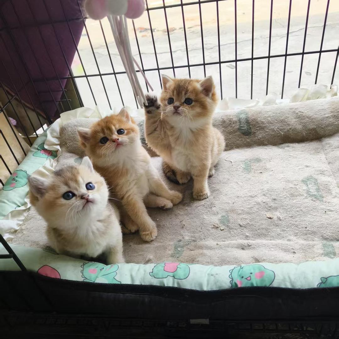 益阳市赫山区惜缘猫舍宠物店