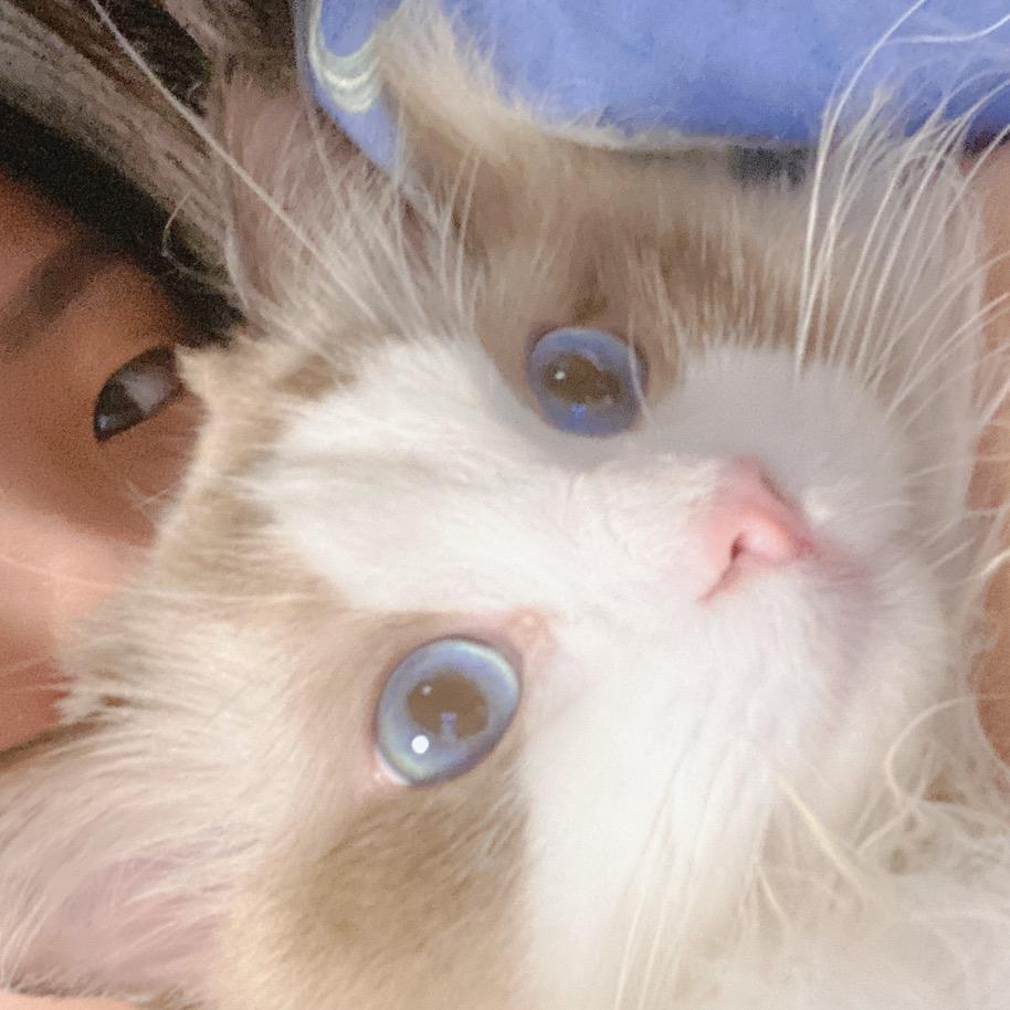 小🐑家的猫