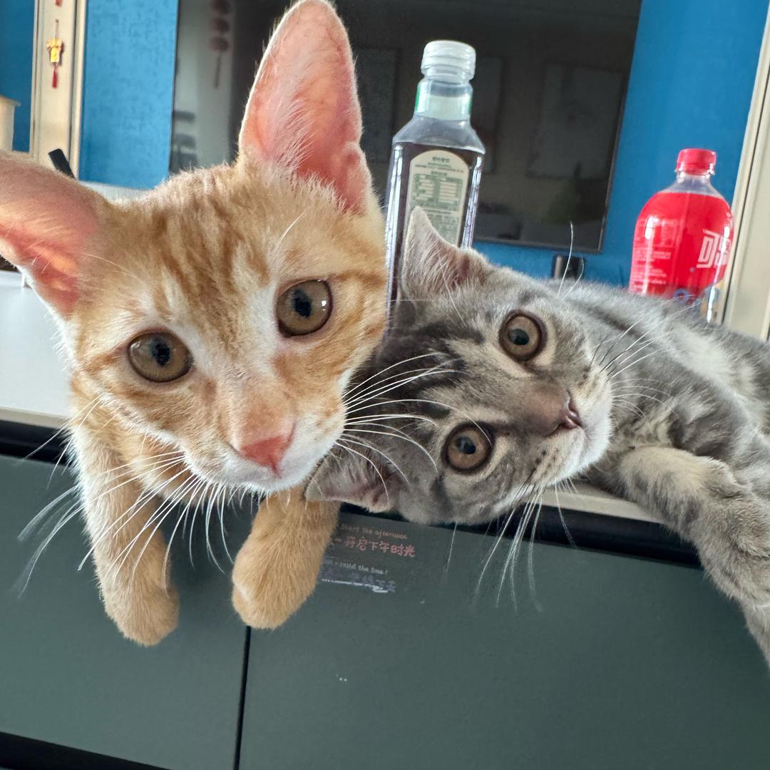 砂糖橘和折耳根