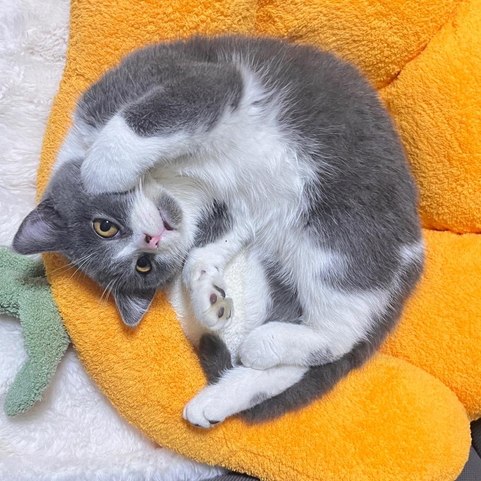 拾伍🐱不憨憨