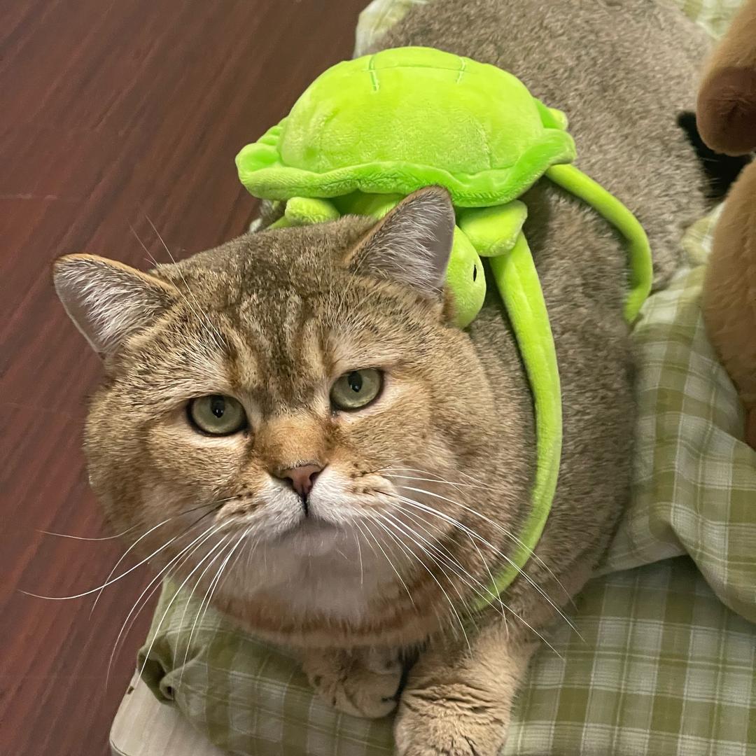 🐯老虎子