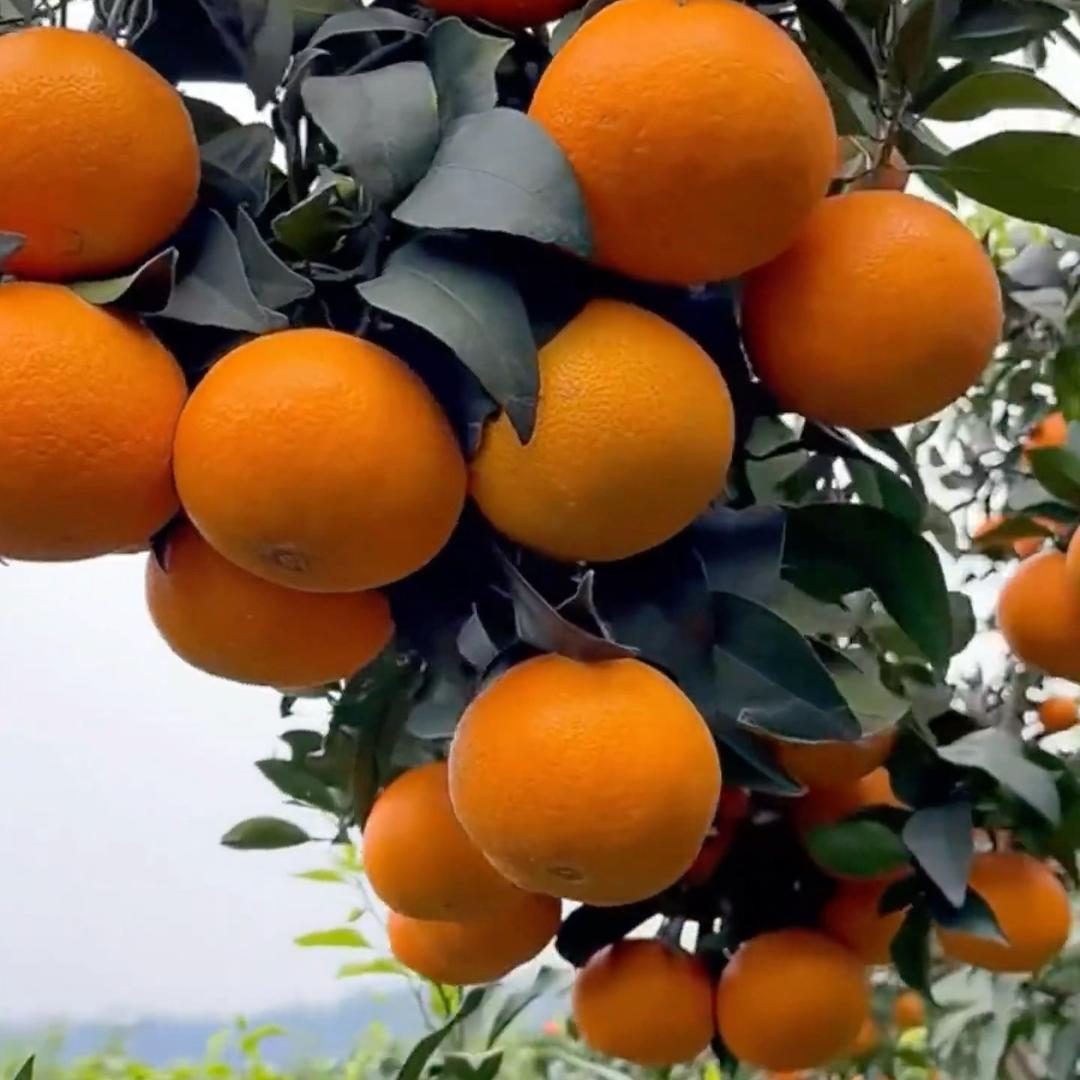 大覃姐自家种植