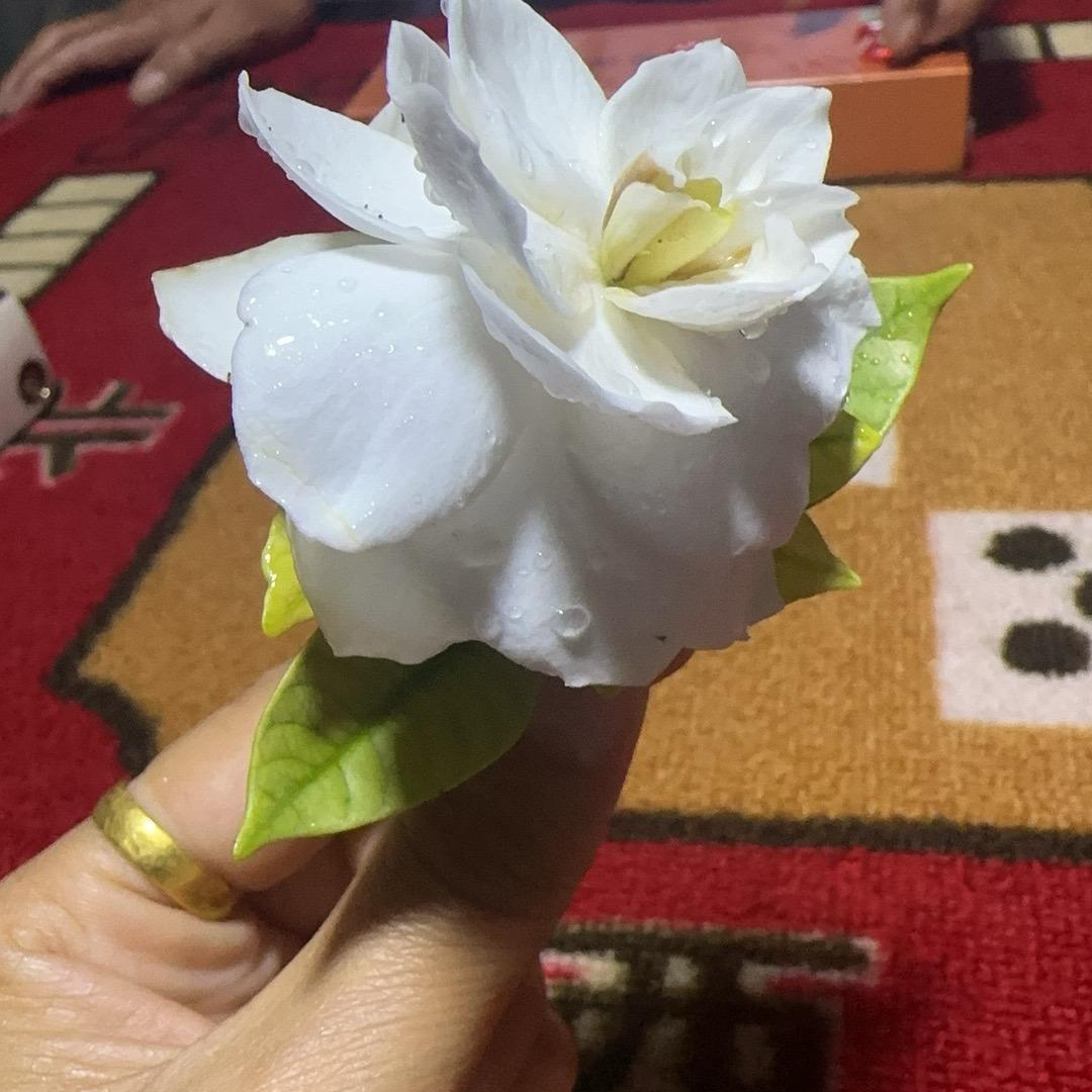 杨阳(请)不要连赞