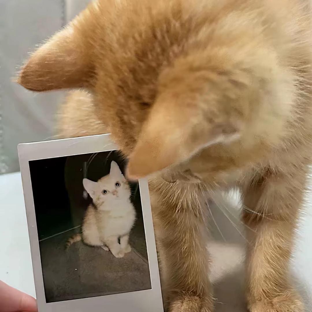 有点小猫饼
