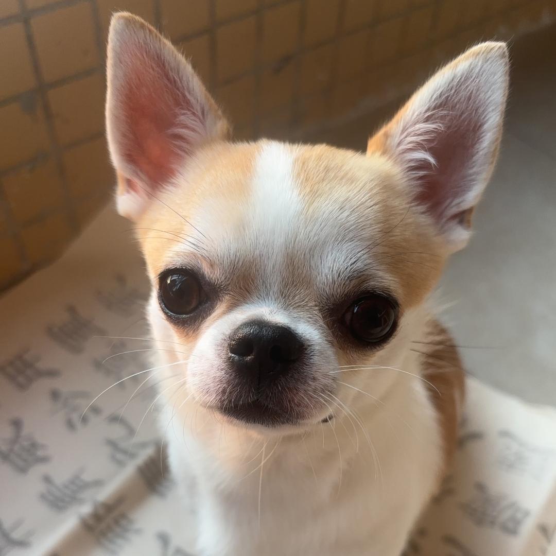 吉娃娃快乐狗（买🐶私聊）