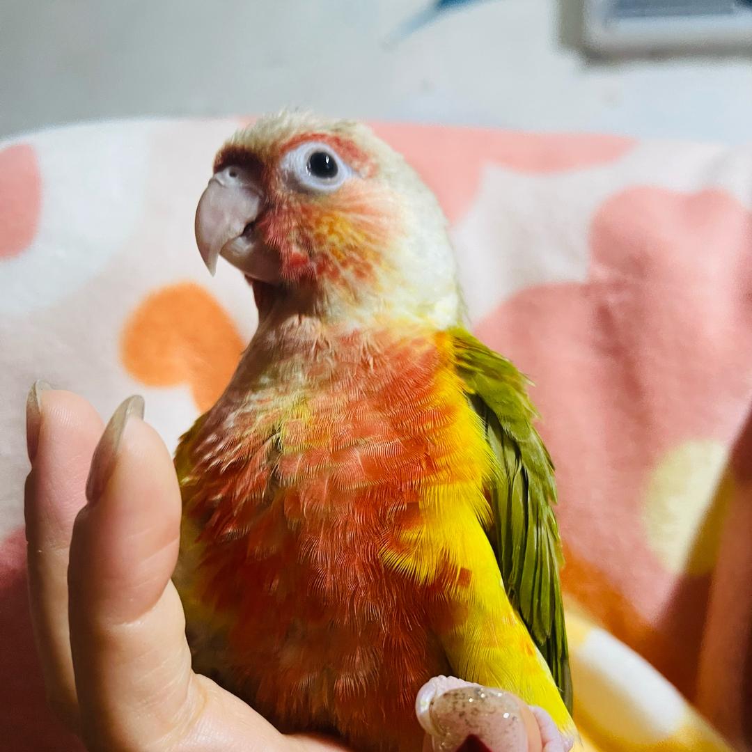 鸡仔鹦宠